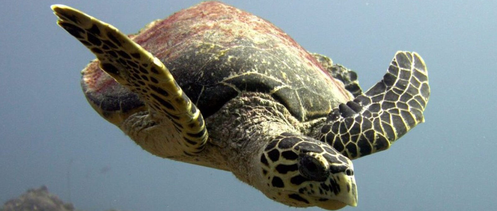 Paddle Against Plastic – Gili Lankanfushi Celebrates Earth Hour And Global Recycling Day With A Range Of New Activities And Guest Experiences